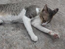 The cat has gray stripes black and white secrets. photo