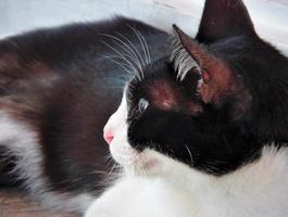 The cat has a black and white color in the middle. photo