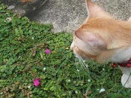 The cat has white stripes and orange stripes. photo