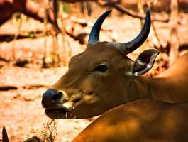 Cows and cattle are eating grass. photo