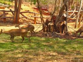 Herds of deer eat grass under the trees in the shade of trees. photo