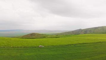 Cinematic aerial side view drone footage grey 4x4 vehicle car driving off-road in countryside landscape surrounded by green fields. Travel caucasus road trip nature outdoors. video