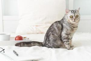 Scottish tabby cat lying in bed at home. Quarantine, self-isolation, sociophobia. Cozy weekend