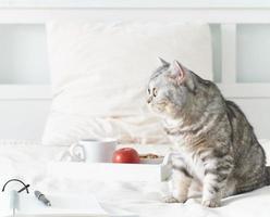 Scottish tabby cat lying in bed at home. Quarantine, self-isolation, sociophobia. Cozy weekend photo