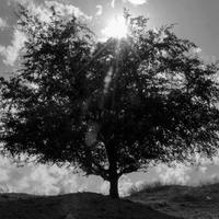 single tree against a blue sky with clouds and sunlight photo