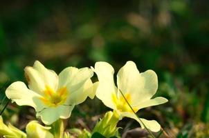 fresh primroses in spring photo