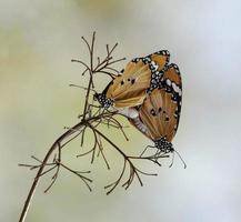 mariposa sentada en la flor. enfoque selectivo. foto de alta calidad. naturaleza primaveral.