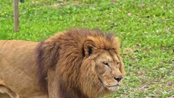 león macho vagando en su territorio metraje. video