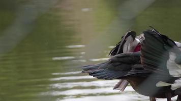 canards de barbarie se reposant au bord du lac. video