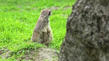 guarda meerkat assistindo a imagens de predadores. video