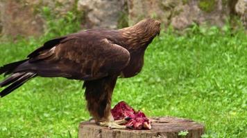 monte falcão águia comendo carne fresca em uma filmagem de toco de árvore serrada. video