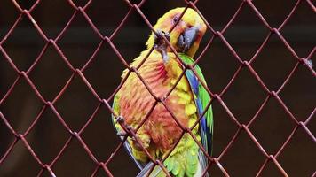 papagaio colorido empoleirado na malha de arame sonhando com imagens de liberdade. video