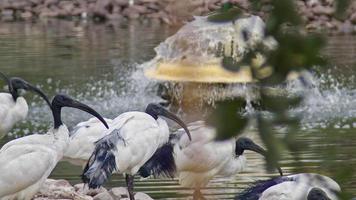 bandada de pájaros ibis descansando junto a las imágenes del lago. video