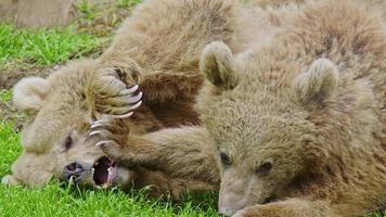 dois ursos pardos descansando e brincando na grama verde nas imagens da floresta. video