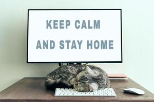 Keep calm and stay home concept. Fluffy cat sleeps on desktop next to computer. photo