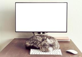 mantén la calma y quédate en casa concepto. gato esponjoso duerme en el escritorio junto a la computadora. foto