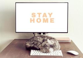 Keep calm and stay home concept. Fluffy cat sleeps on desktop next to computer. photo