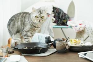 Cat looks with horror and fright against background of mess, dirty dishes, piles of clothes photo