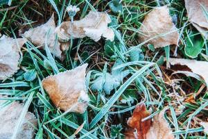 Frozen autumn leaves on the green grass photo