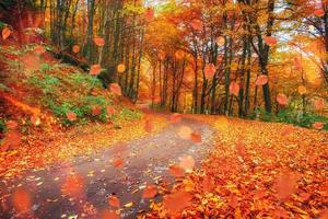 Sunlight breaks through the autumn leaves of trees