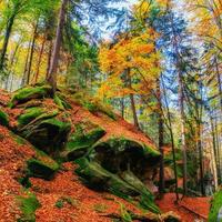 Huge stone in the forest area. Fantastic sunny day photo