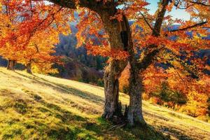 camino forestal en el paisaje de otoño. ucrania europa foto