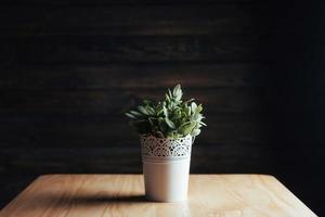 Decorative flower in white pot. beautiful song photo