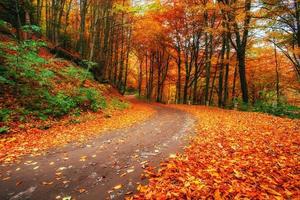callejón de otoño. mundo de la belleza cárpatos ucrania europa