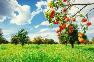 Fantastic views of the beautiful orange trees in Italy. photo