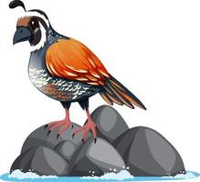 Quail bird standing on rock vector