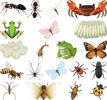 Different kinds of insects and animals on white background vector