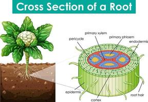 Diagram showing cross section of a root vector