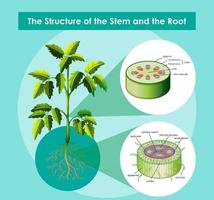 Diagram showing the structure of the stem and the root