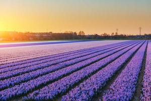 Fields hyacinths blooming flowers on the fantastic sunset. Beaut