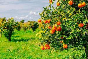 Fantásticas vistas de las hermosas especies de árboles en Italia. Sicilia foto