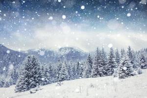 starry sky in winter snowy night. Carpathians, Ukraine, Europe photo