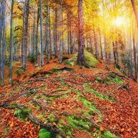 Huge stone in the forest area. Fantastic sunny day photo