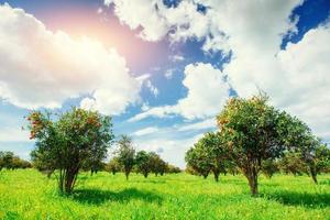 Fantastic views of the beautiful orange trees in Italy. photo