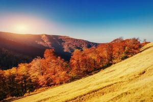 camino forestal en otoño. paisaje. ucrania europa foto