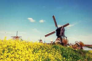 Old Dutch windmills spring from the canal in Rotterdam. Holland photo