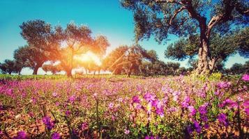 Fantastic views of the garden with blue sky. Mediterranean clima photo