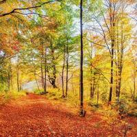 camino forestal en otoño. paisaje. Ucrania. Europa foto