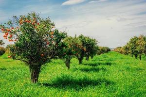 Fantastic views of the beautiful tree species in Italy. Sicily photo