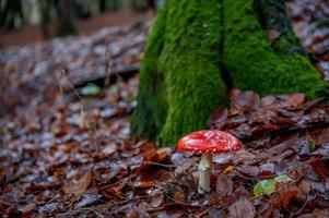 Poisonous mushroom in the autumn forest photo