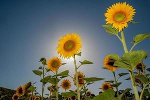 Fowery field of sunflowers photo