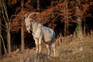 animales en libertad, pastando foto