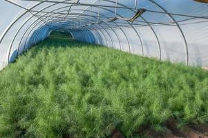 Organic cultivation of vegetables in greenhouses