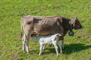 Calf nursing from the breast of the cow photo