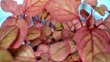 Red spinach Amaranthus tricolor-variety Blitum rubrum that just grows from seedlings in the yard in pots photo