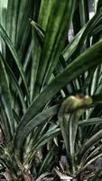 Dramatic photo effect, long leaves of Pandanus ammaryllifolius.